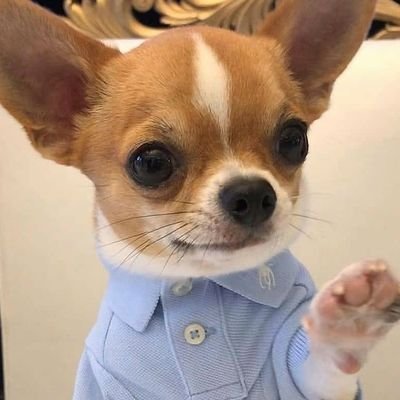 _g_BBuL_'s profile picture. 올리는건 쥐뿔도 없지만 쥐뿔 있음