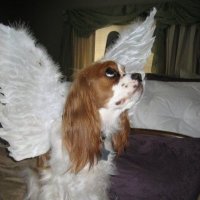 b ๐ (@cockerspanielgf) 's Twitter Profile Photo b ๐ (@cockerspanielgf) 's Twitter Profile Photo
