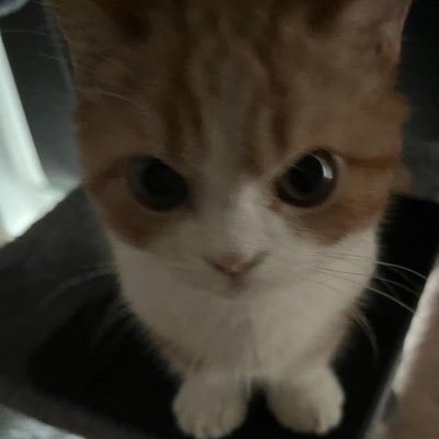denizssenoll's profile picture.