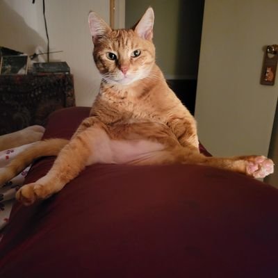 Irreverent and becoming jaded. History buff. Cat nut. Artist.