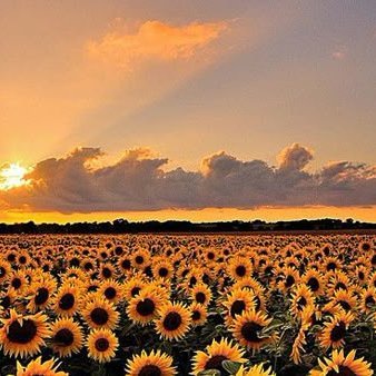 opiitoezz's profile picture. 