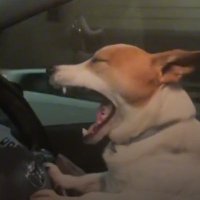 perrito monte kart (@montekart) 's Twitter Profile