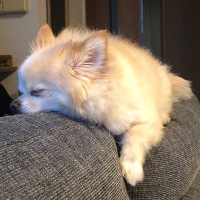 ぱりんこぱりぱりさんのプロフィール画像