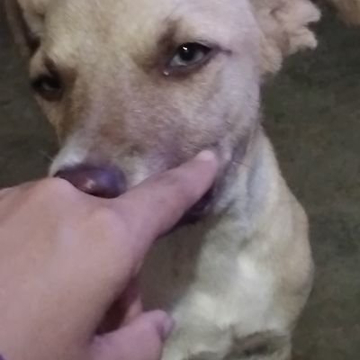 SGiALMEIDA's profile picture. 