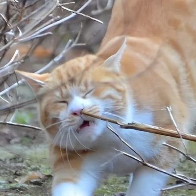 RindoSanzu73049's profile picture. 