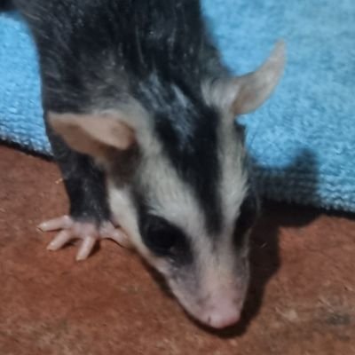 trevaさんのプロフィール画像