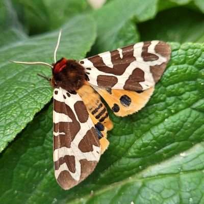 Moths. Also, record shots of wildlife seen on our walks in the West Midlands.