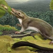 usefulmammilian's profile picture. Looking at the world through the lens of biology is a super power.