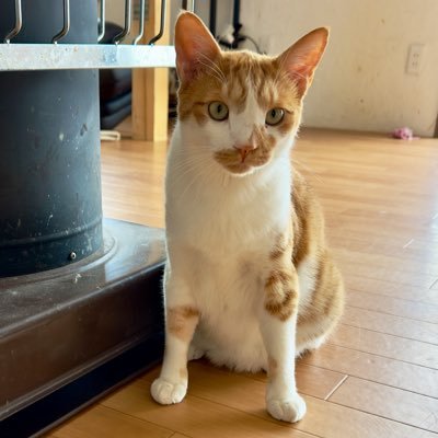 茶猫のニャ〜・灰猫のフク・ベンガルのモコ・白猫のシロイ・黒猫のアン・茶白猫のコン、そしてスタンプーのムギと子供のチョコ・モナカとゆったりまったり暮らしてます。