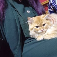 شعر بنفسجي مستشورʚїɞ (@treezaa__) 's Twitter Profile