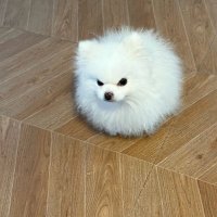 Mochi Chic Chic (@mochxsim) 's Twitter Profile