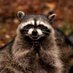 Always Hungry (@candybarmuncher) Twitter profile photo Always Hungry (@candybarmuncher) Twitter profile photo
