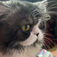 xHondaa (@mohanadahmdd_) 's Twitter Profile