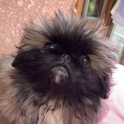 wanchansenyou's profile picture. ペキニーズのちゅら蘭♀（2024.1.25生）
モルモットのお兄ちゃんのぷうたん、もこたんがいます🐹🐭
今年ケアマネ受けるため、関連職の方への突然フォロー失礼します。