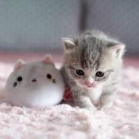 Héloïse (@samanth38057192) 's Twitter Profile