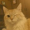 Je1pmPa's profile picture. 猫好きヴァンガードファイターです。ガンダム もめちゃくちゃ好きです！