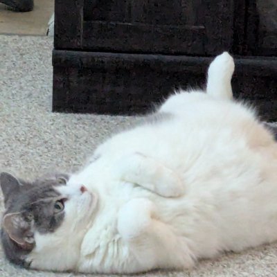 katgulseth22855's profile picture. 