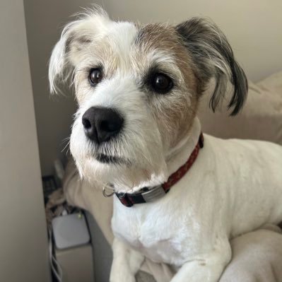 Staffie x, age 11. Lt. Colonel in Zombie Squad, member of #hamclub, #theruffriderz and #TheAviators. Bruvva to @UnicornPupster 🐶