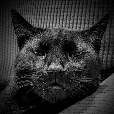 crazymofracky's profile picture. Let's all make jokes together!