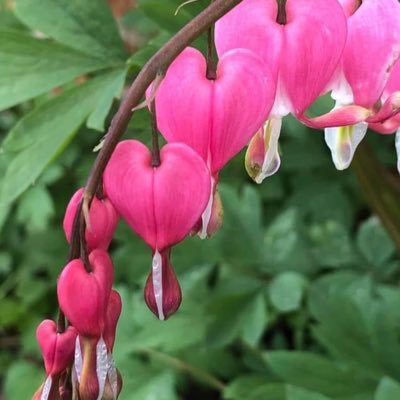 liztwitty's profile picture. 2 Peter 3:18 “But grow in grace, and in the knowledge of our Lord and Saviour Jesus Christ. To him be glory both now and for ever. Amen”