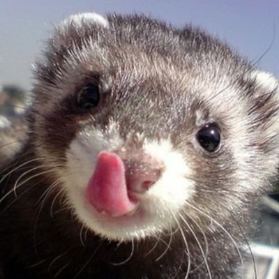 VyxelFN's profile picture. 🇪🇸 F/A 1k$ @fncompetitive
Twitch: https://t.co/o8YNZ06o0R