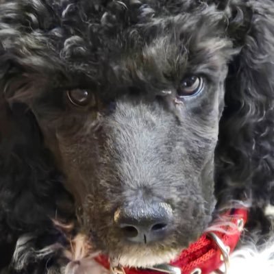 Happyrapo's profile picture. Angry navy vet .. Please no DM’s trust I’m not looking for love or any of that crap. #MAGA 2024!!!