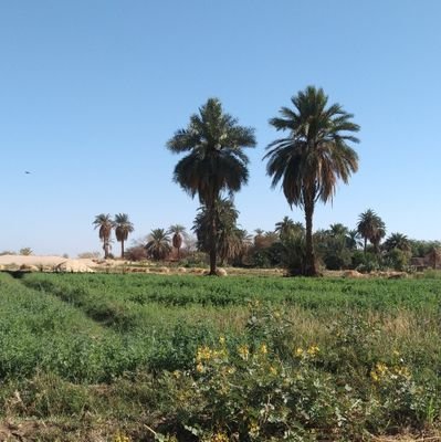 عظماء من طين المكارم قد خلقنا 🇸🇩
و كستنا الشمس سمرة 🖤☀️
نوبه ملي سلام👑