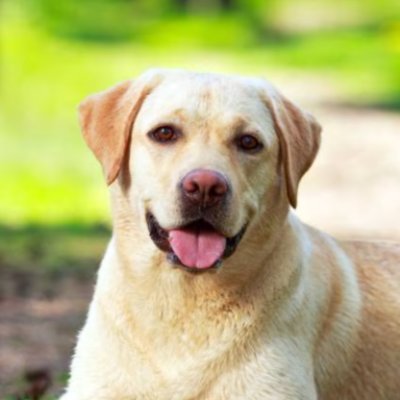 baseddoggo1's profile picture. 