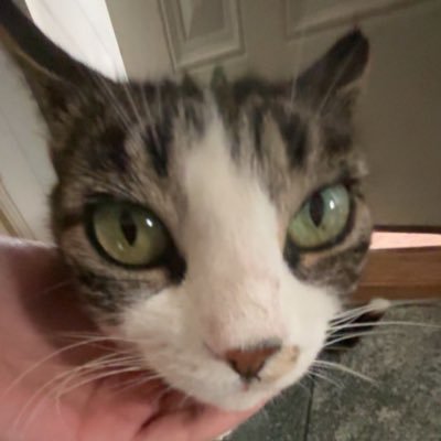 Mayor17566's profile picture. 