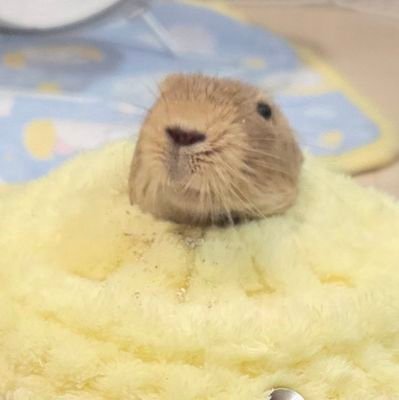 miso_kosame's profile picture. 2022年6月からデグーの「こさめ」♂ と過ごしています。みそぱんは飼い主です。
まだまだ分からないことだらけで日々奮闘。可愛い動物達に癒されてイイネするのが日課。フォロバは基本ペットメインのアカウントの方にしてます🙇‍♂️