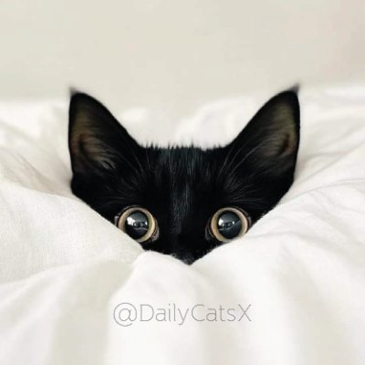 @DailyCatsX
