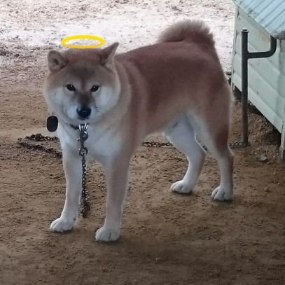柴犬新聞所属 | 政治部柴犬党担当、柴犬部動物担当 | 柴犬を愛する協会会員 | 著書『柴犬の脱糞』『柴犬の穴』『柴犬海軍史』 | 亡き父親の影響で歴史好き日本海軍好きゲーム好き | 愛犬シンちゃんは病気のため7歳で亡くなった
#シンちゃんの思い出 #柴犬シンちゃん艦艇