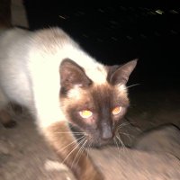 raul (@r4melian) 's Twitter Profile