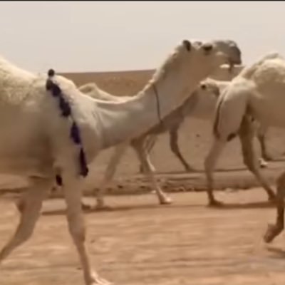 fyslalq85007005's profile picture. اللهم صلي وسلم على نبينا محمد .