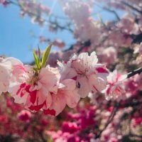 ๆก็ฉบ๐ธ (@sakura412mm) 's Twitter Profile