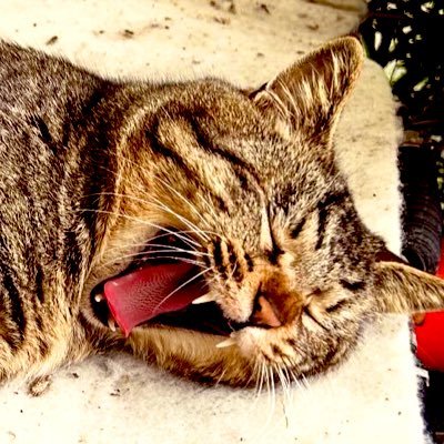 GeneralYoriko's profile picture. ネコと和解せよ。東方、少年ジャンプ、漫画全般、ポケモン関連に雑学とか色々な雑多垢。独り言が非常に多い。
絵垢 → @AzumaYoriko
匿名質問 → https://t.co/BErHma3SRy