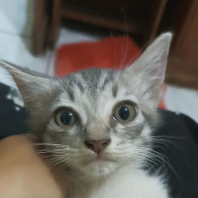 ki_zudrun's profile picture. cuma seneng lihat opini dan berita di X, kalau ada mutualan itu bonus