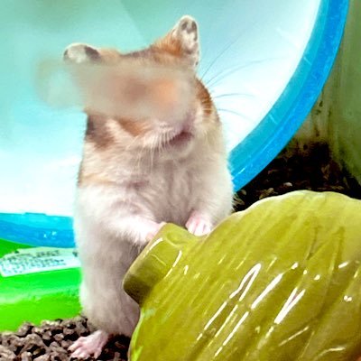 ojosidebad's profile picture. 豆馬券ハムスター🐴📣 ごく稀に現地 FF外通知📵