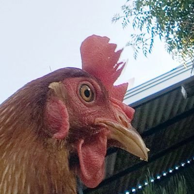 lucas_DH_1217's profile picture. 