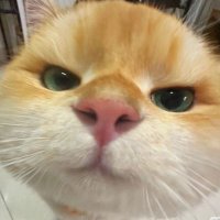 Gimouses (@superbcandidate) 's Twitter Profile