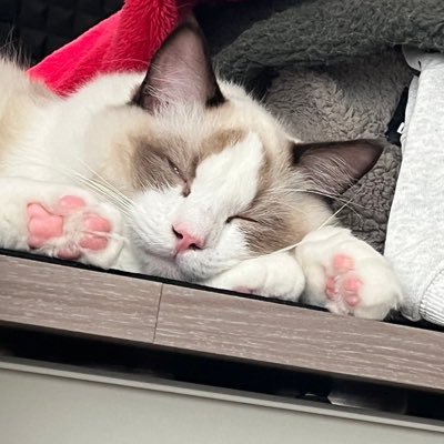 aalfeeaa's profile picture. クロスカブ楽しい やるゲーム募 FF14:BahamutClawsplz 色々裏方してます (故)LoL,valo,CSGO,BnS,TERA,SUN,SF 契約者🚪👿