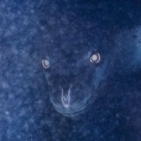 hyl.je (@attobeast) 's Twitter Profile