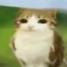 CGOGaming1's profile picture.