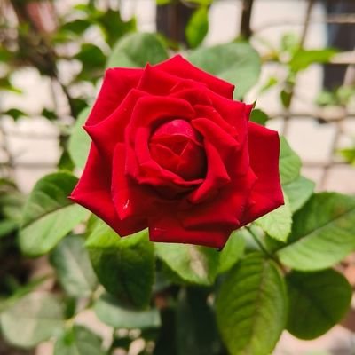 __pratiksha17__'s profile picture. Simple but Significant ✨