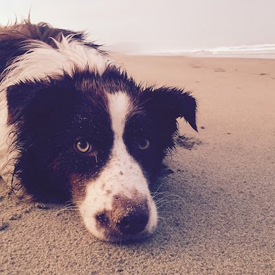 drduncanthevet's profile picture. 