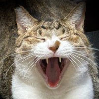 マリン (@genki_da_marine) 's Twitter Profile Photo マリン (@genki_da_marine) 's Twitter Profile Photo