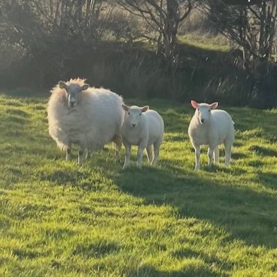Sheep farming in the hills of North West Ireland