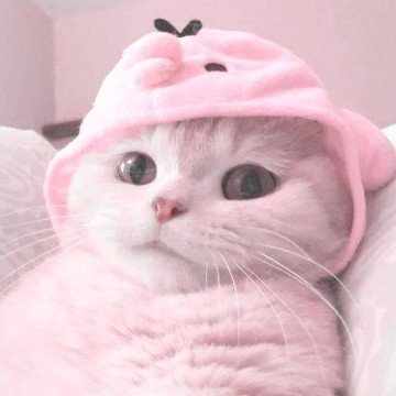 lilion_tr's profile picture. 