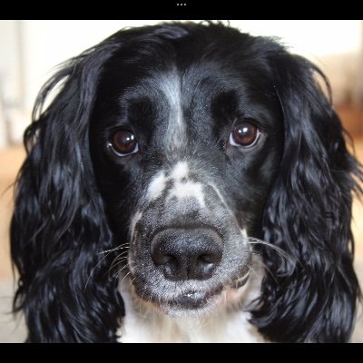 pmarsh226's profile picture. Likes Football and Books (Celtic) Music (Bowie) and dogs (Ziggy and Lubo)