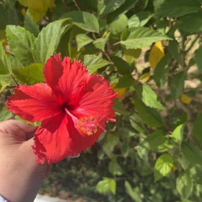 DrAlebi's profile picture. Born to be a plot twist in a world of predictable stories |  @SaudiMOH @KSAUHS_JD اللهم انفعني بما علمتني ، وعلمني ما ينفعني ، وزدني علما